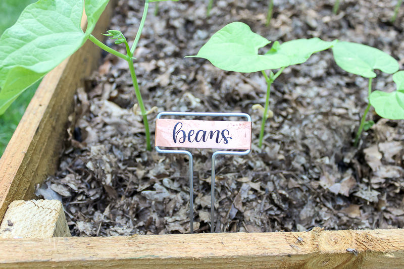 Garden Beans, hand lettered label